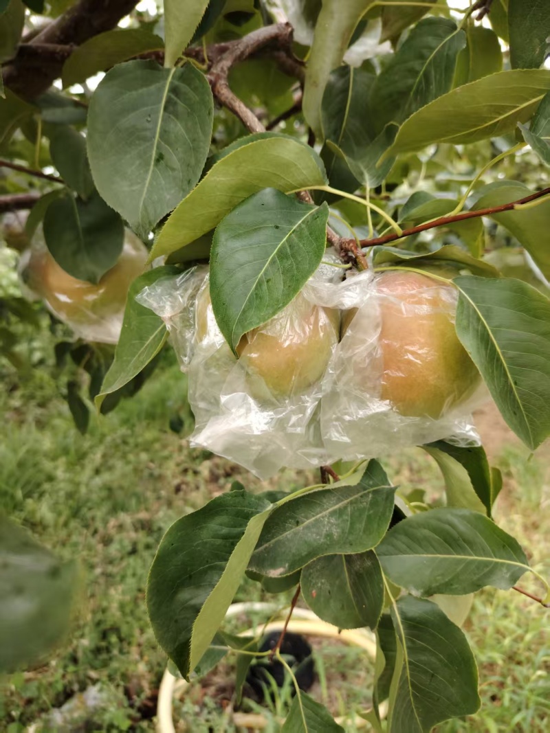 玉露香梨