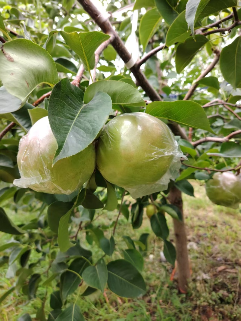玉露香梨
