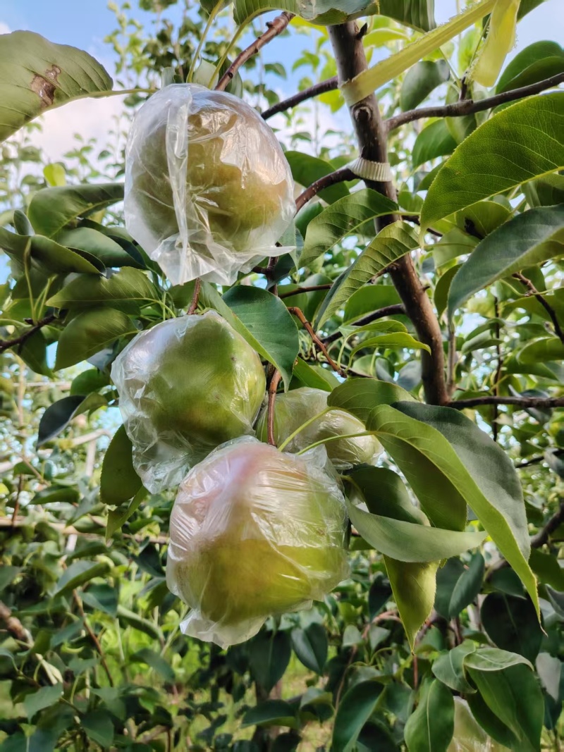玉露香梨