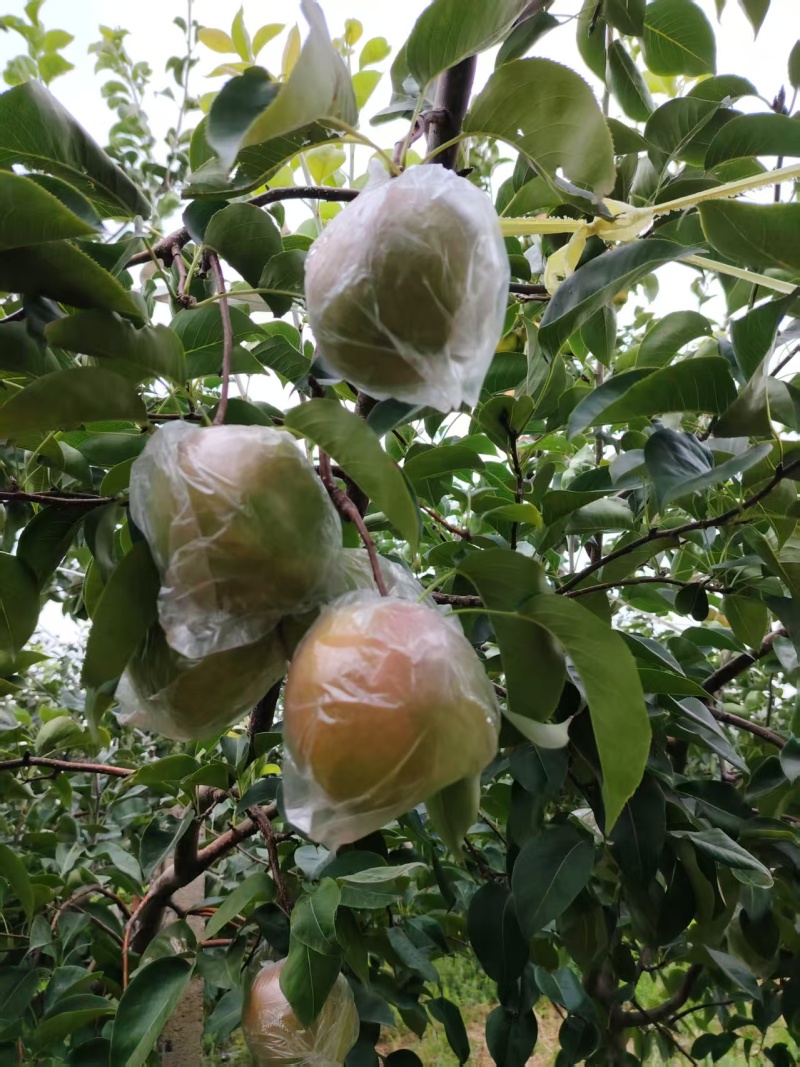 玉露香梨