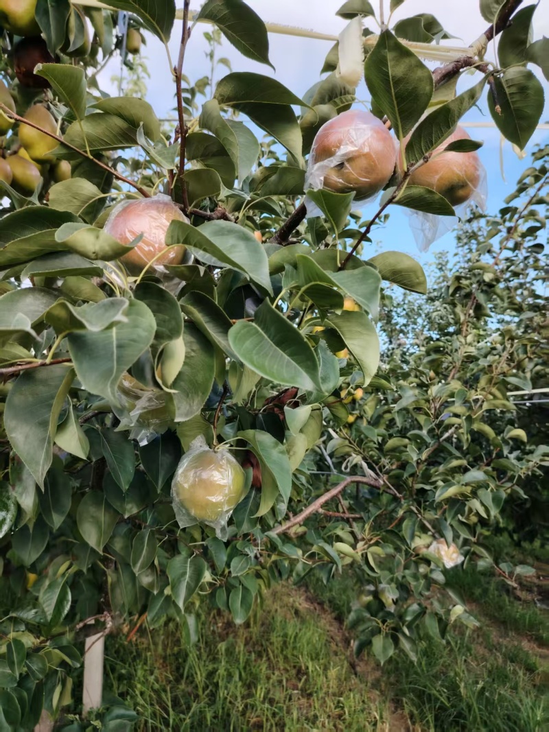 玉露香梨