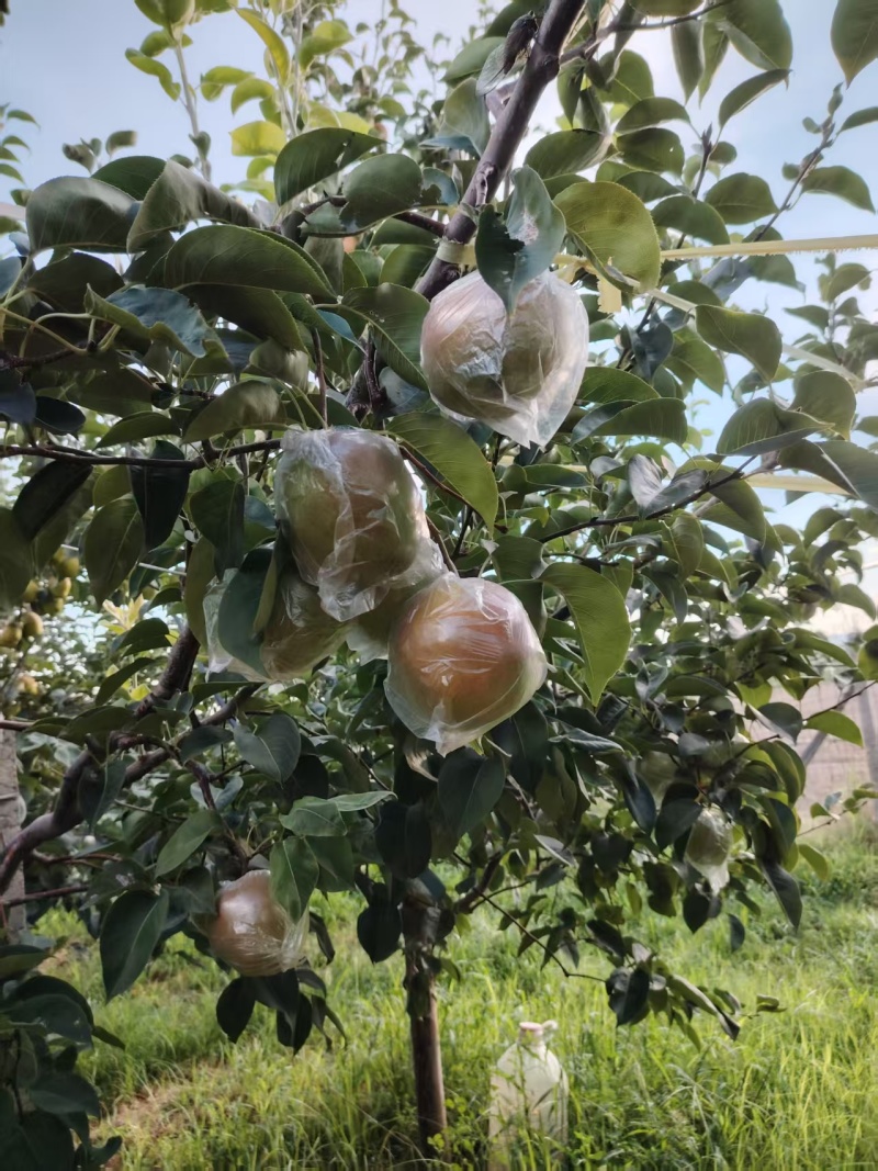 玉露香梨