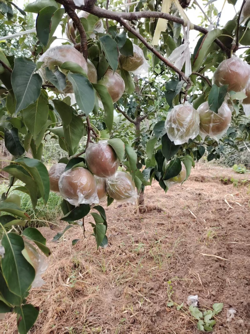 玉露香梨