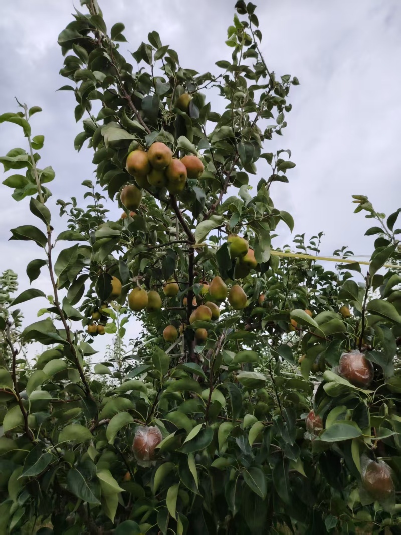 玉露香梨