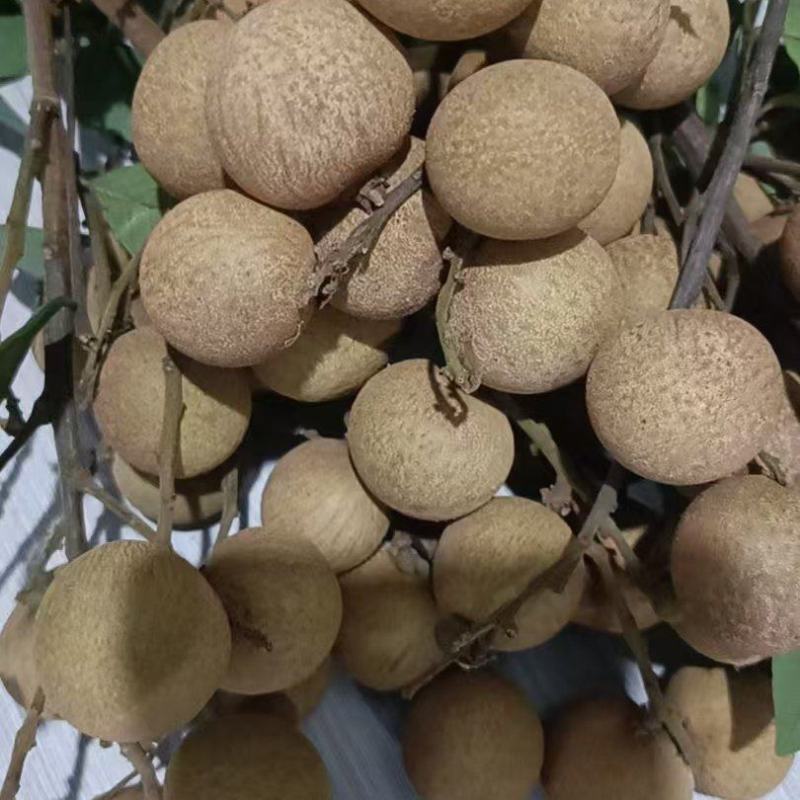 草埔龙眼
