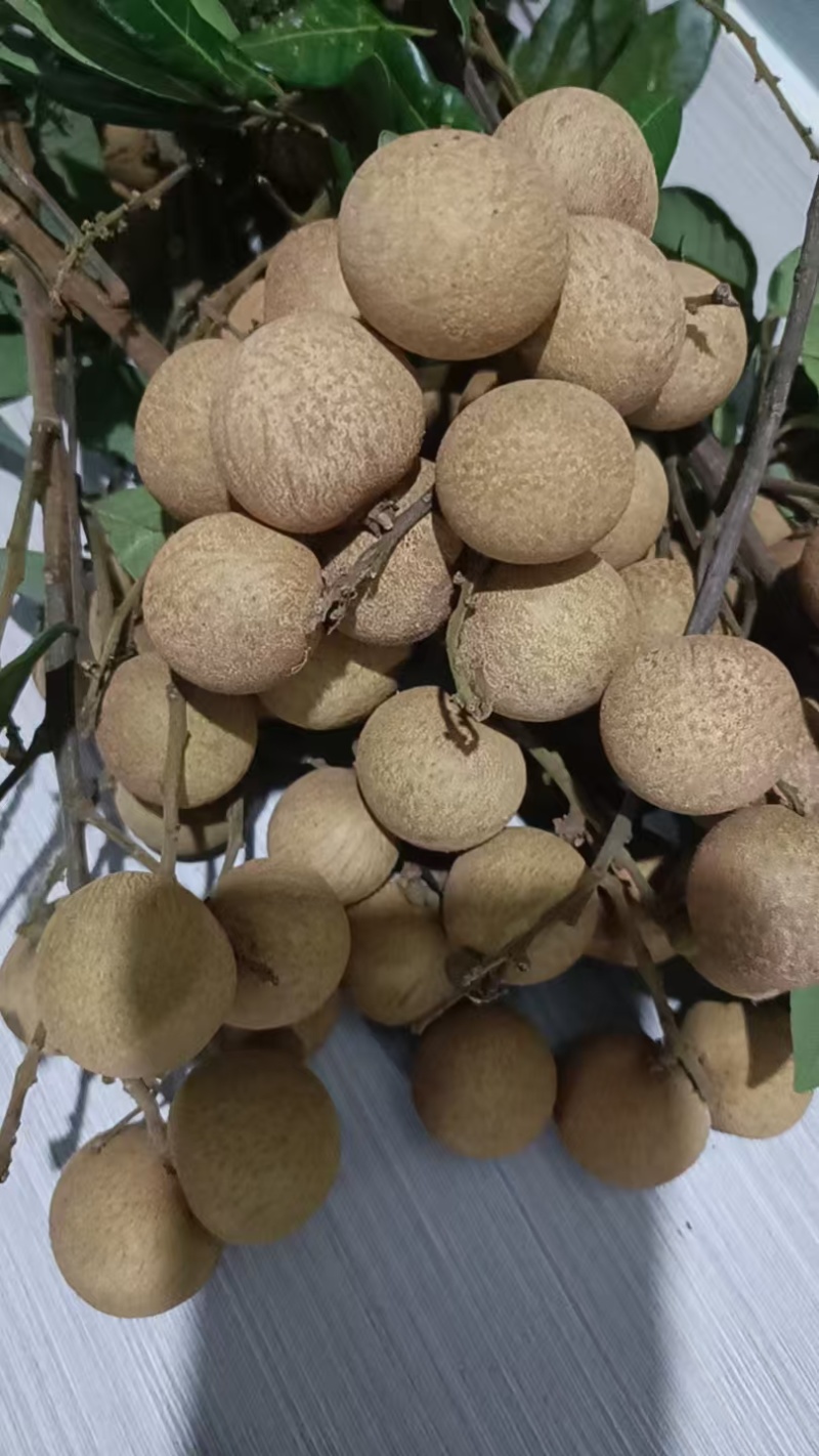 草埔龙眼