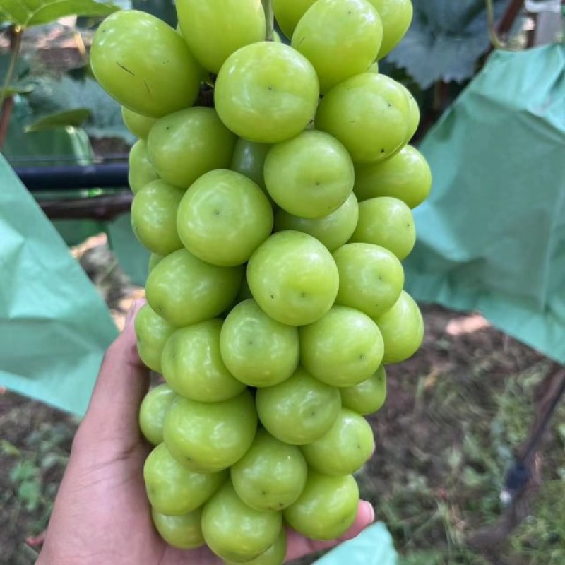阳光玫瑰