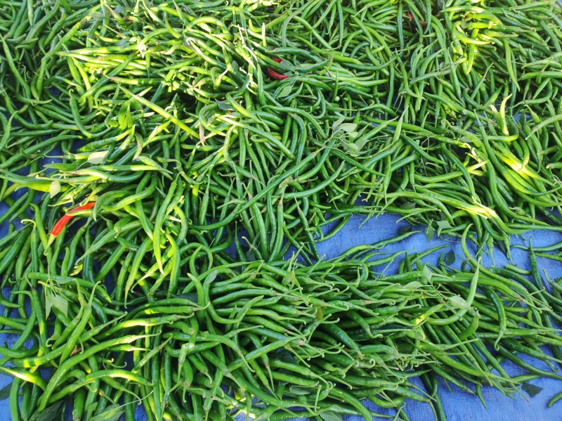大同线椒