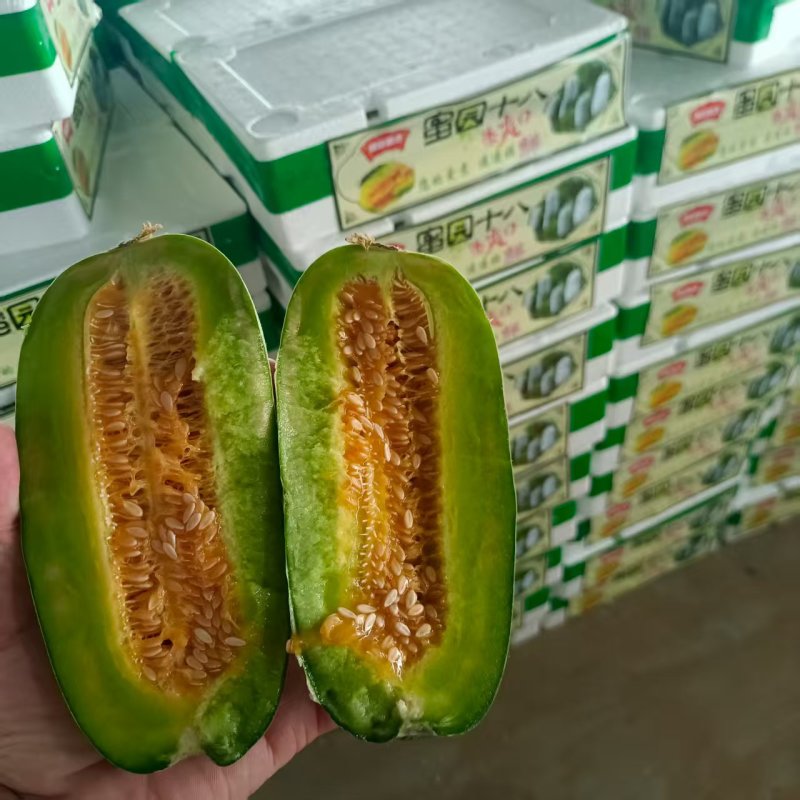 星甜金冠甜瓜甜宝甜瓜种植产地量大口感好诚信代办