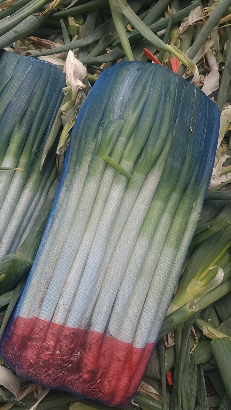 大葱