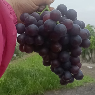 茶淀玫瑰香葡萄
