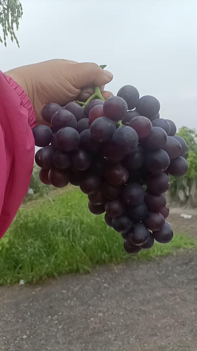 茶淀玫瑰香葡萄