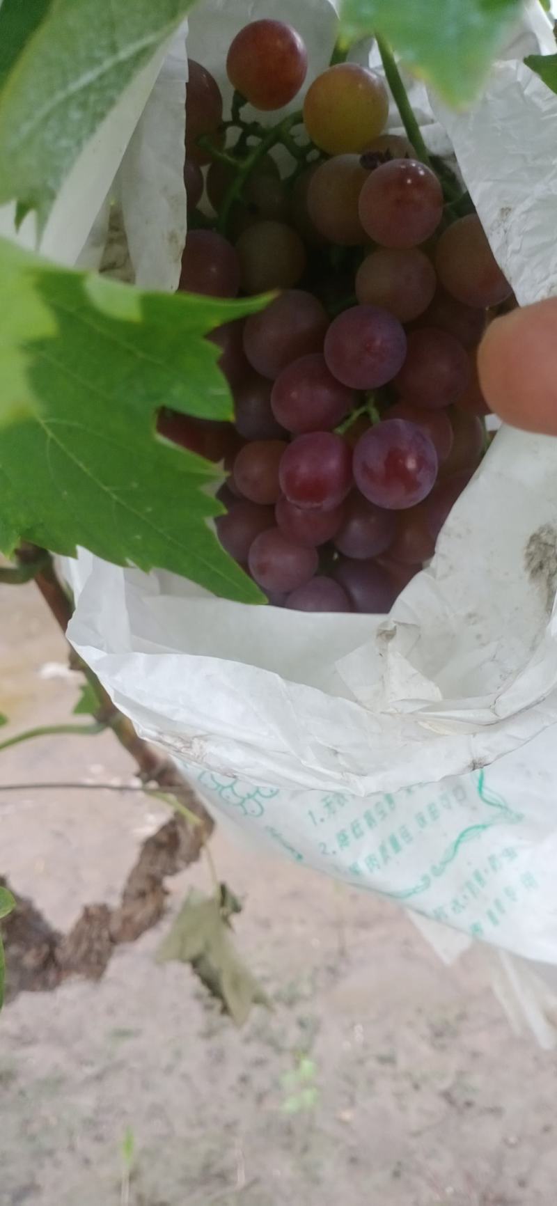 茶淀玫瑰香葡萄