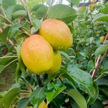红香酥梨大量供应，全国发货，保质保量，诚信经营，量大从优