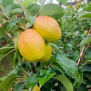 红香酥梨大量供应，全国发货，保质保量，诚信经营，量大从优