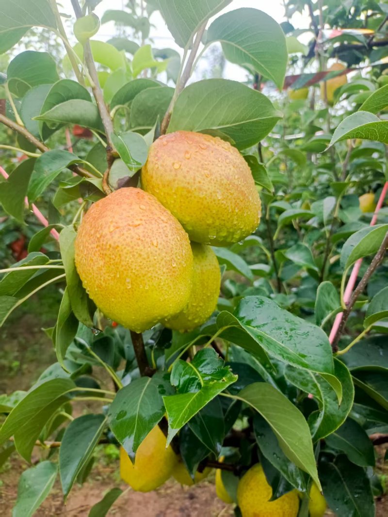 红香酥梨大量供应，全国发货，保质保量，诚信经营，量大从优