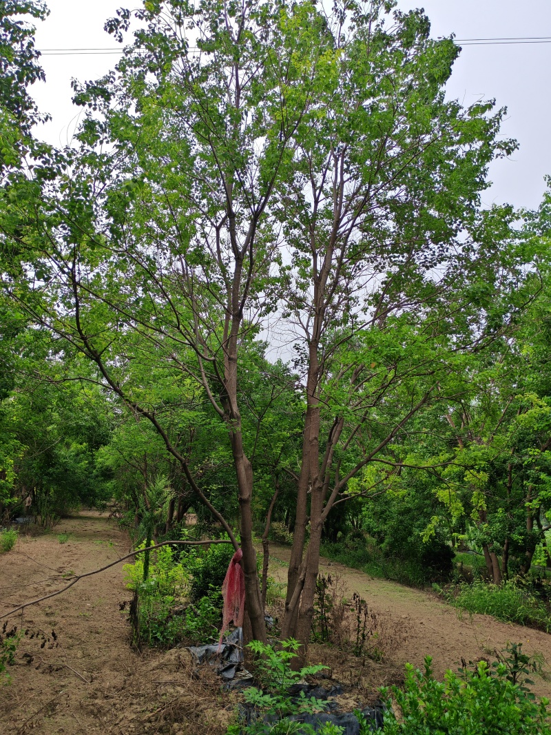 河南许昌丛生乌桕树基地存量大、对接全国市场