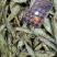 淡水鱼河里现烤开肚火烤白条鱼