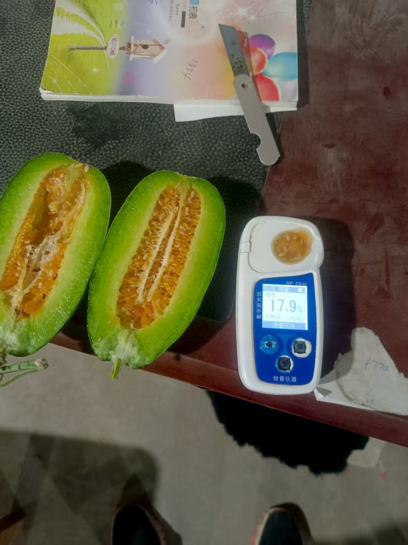 绿美人甜瓜天美519密园十八甜瓜产地量大口感好糖度高