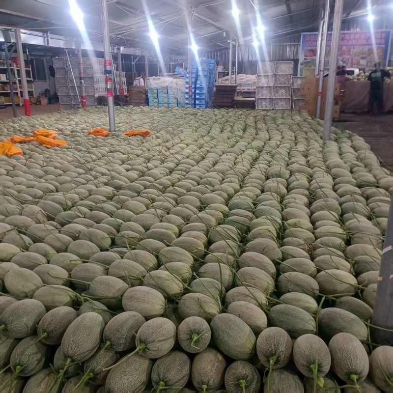 小蜜25号哈蜜瓜晓蜜25号产地量大看棚定货整车发货糖度高