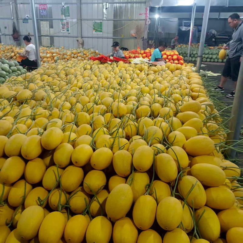 黄金蜜25号哈蜜瓜风金6号黄华哈密瓜黄小蜜25种植产地