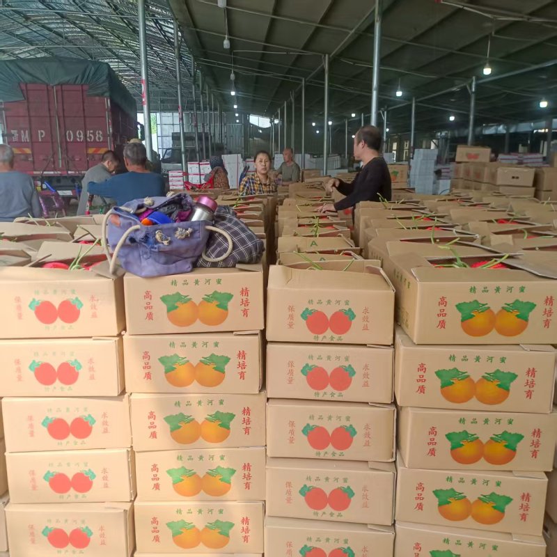 久红瑞黄皮甜瓜种植产地货源充足包棚定货个头大颜色好