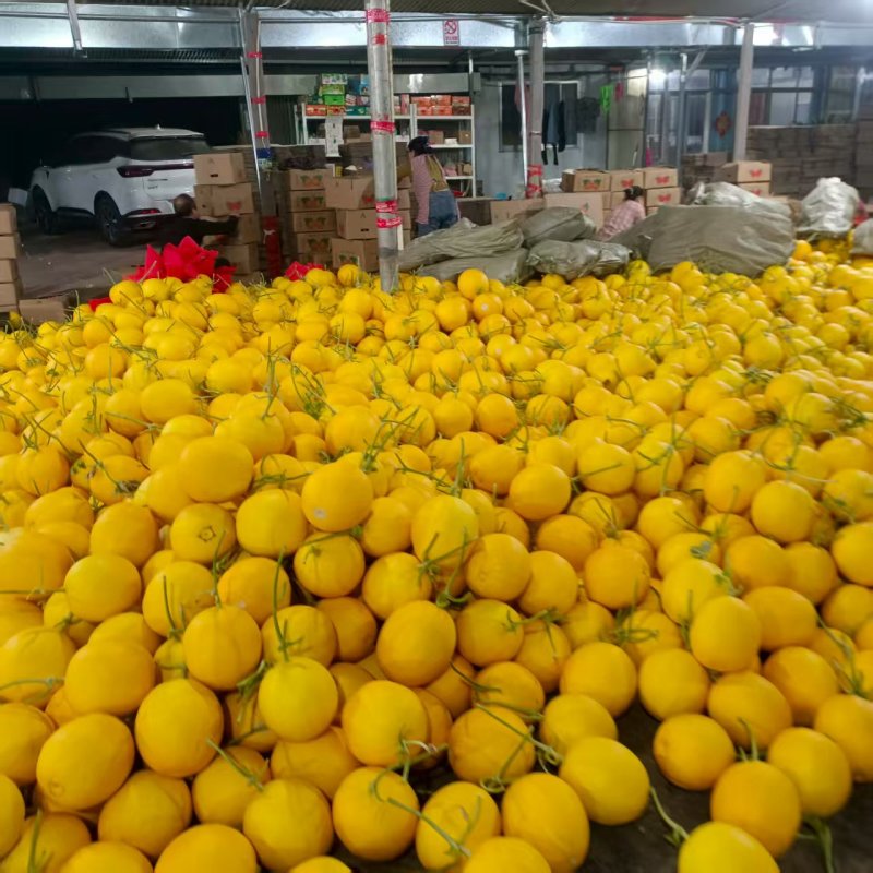 久红瑞黄皮甜瓜种植产地货源充足包棚定货个头大颜色好