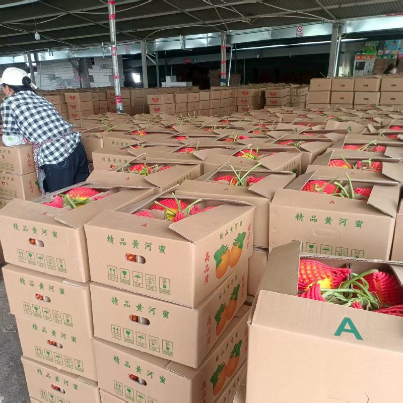 久红瑞黄皮甜瓜种植产地货源充足包棚定货个头大颜色好