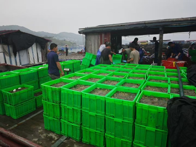 福建霞浦优质海刺参深海养殖刺长饱满皮厚韧性好顺丰快递包邮