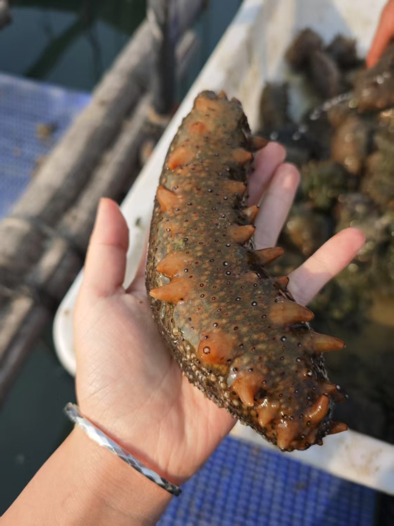 福建霞浦优质海刺参深海养殖刺长饱满皮厚韧性好顺丰快递包邮