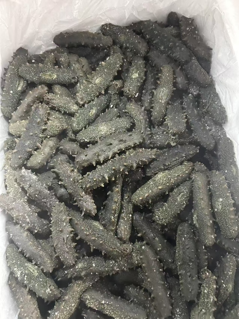 福建霞浦优质海刺参深海养殖刺长饱满皮厚韧性好顺丰快递包邮