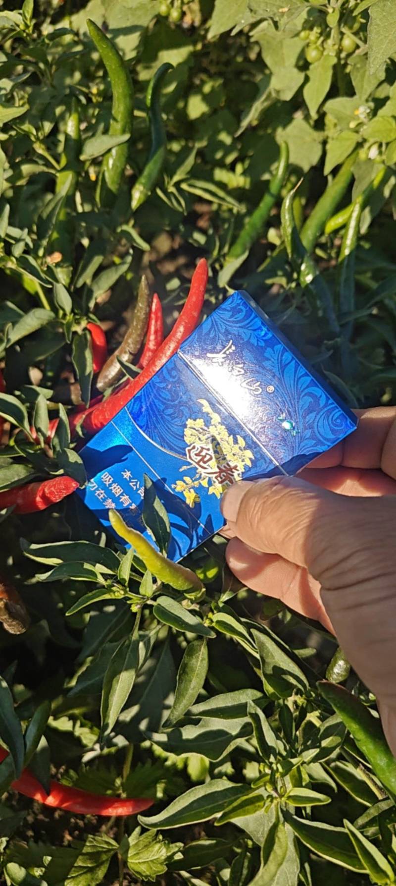 高辣艳椒系列