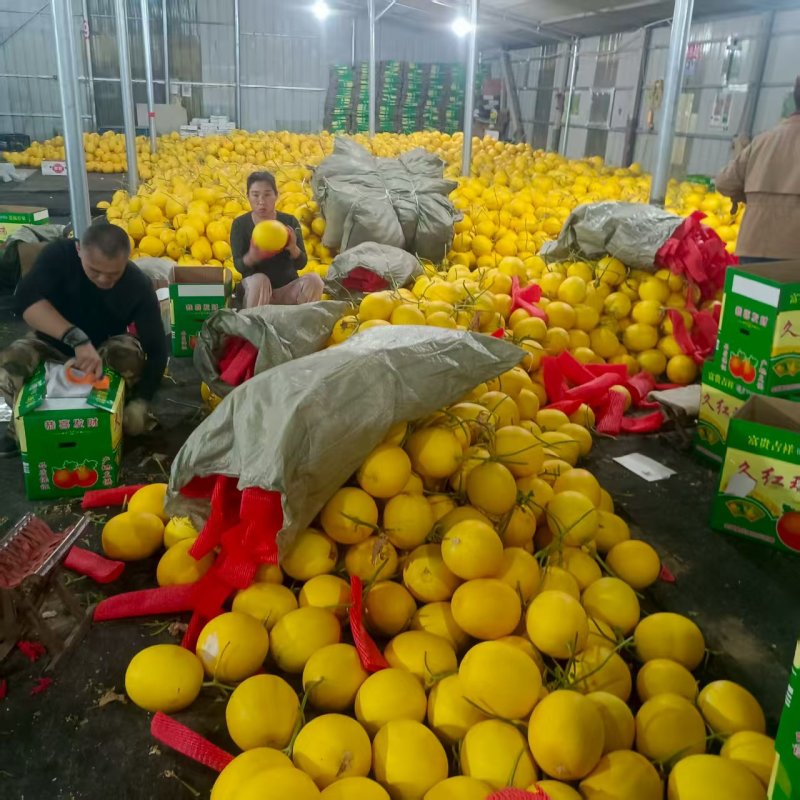 黄皮久红甜瓜五岳独尊种植产地个头大口感好诚信实力代办
