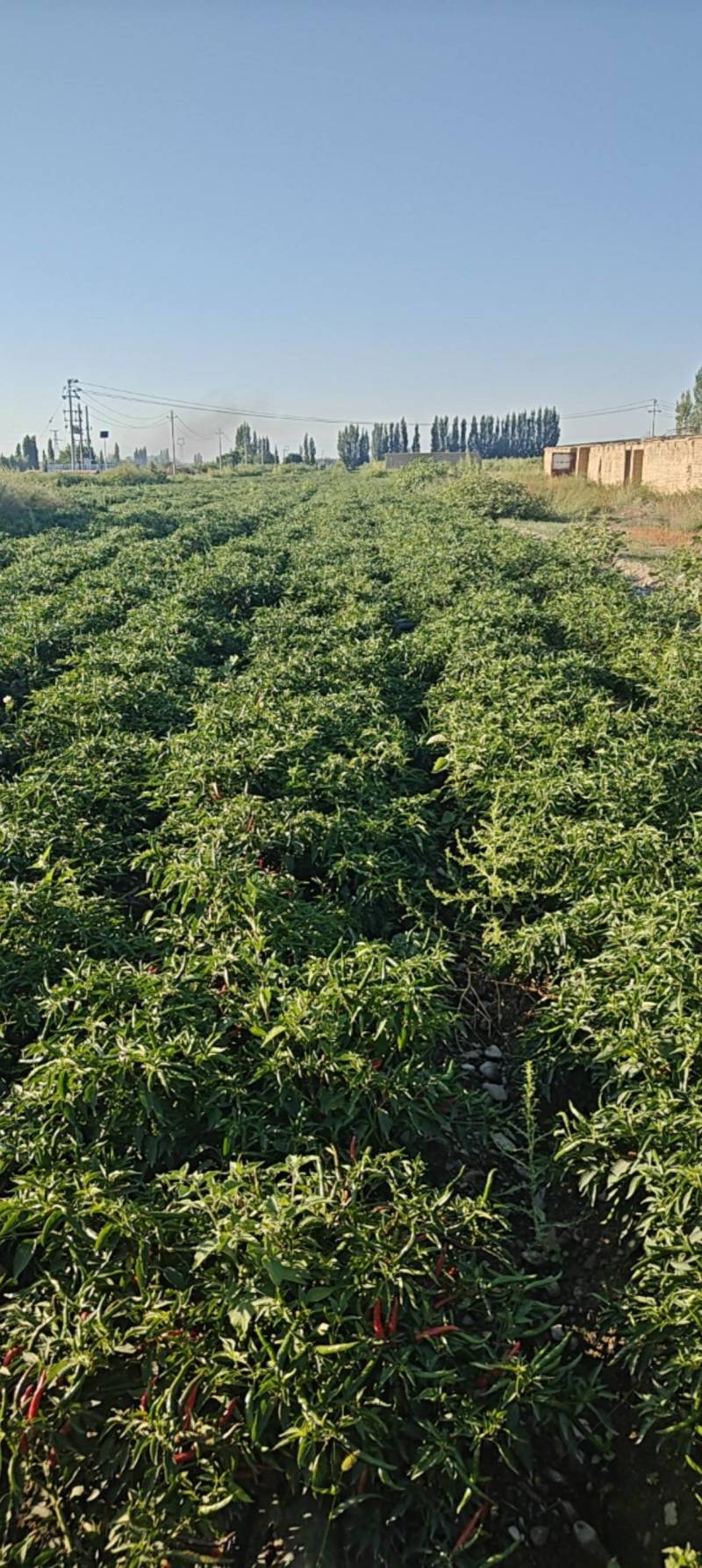高辣艳椒系列
