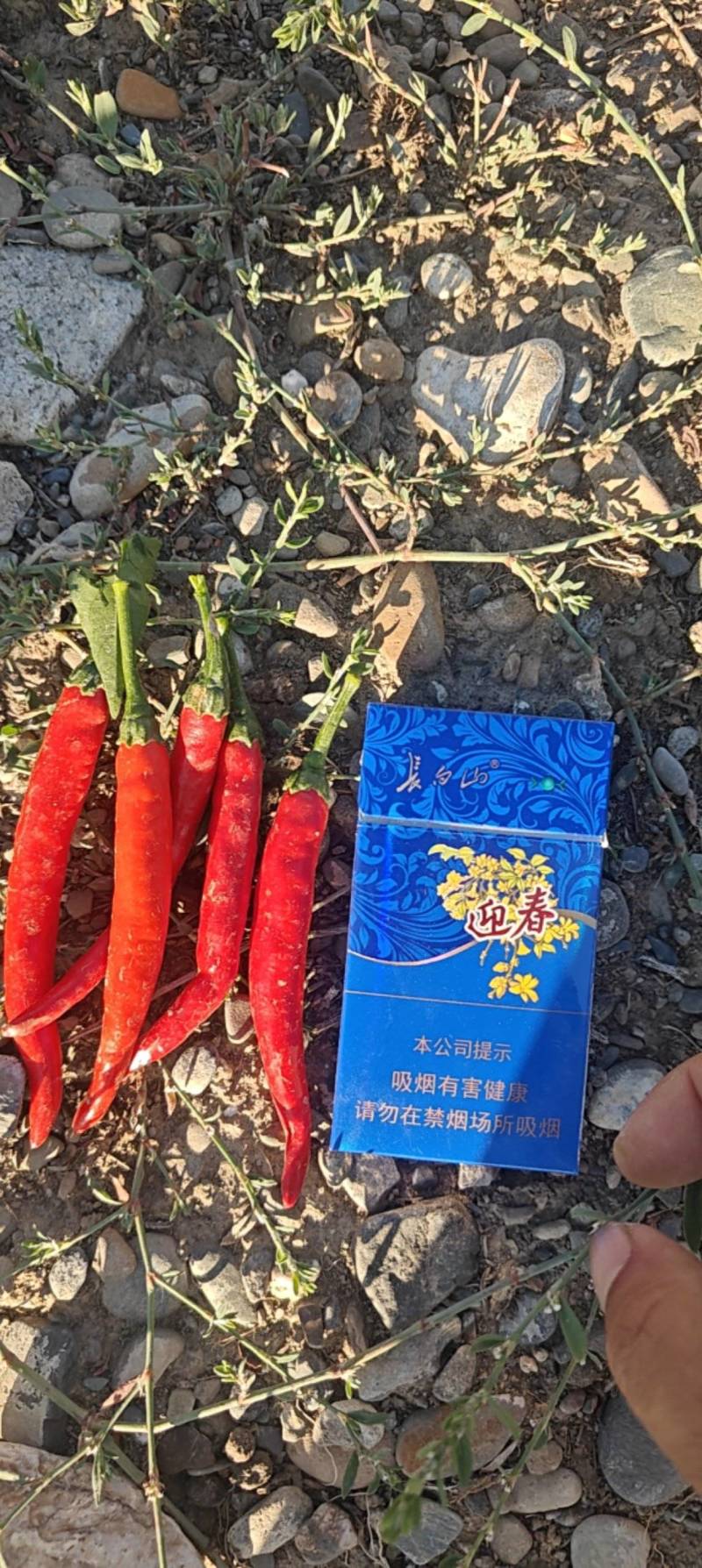 高辣艳椒系列