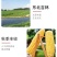 包邮）正宗东北黄金米新米正宗黄金大米五谷杂粮特产黄色大米