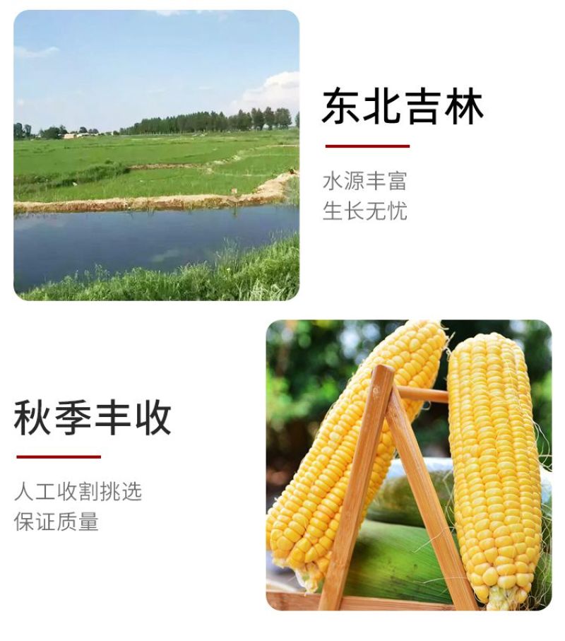 包邮）正宗东北黄金米新米正宗黄金大米五谷杂粮特产黄色大米