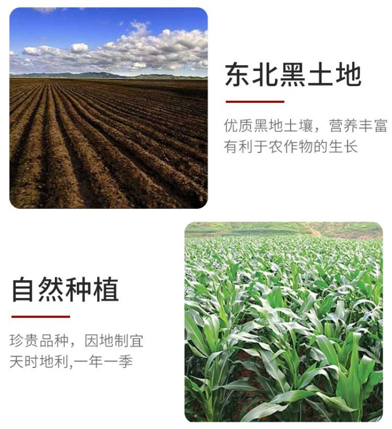 包邮）正宗东北黄金米新米正宗黄金大米五谷杂粮特产黄色大米
