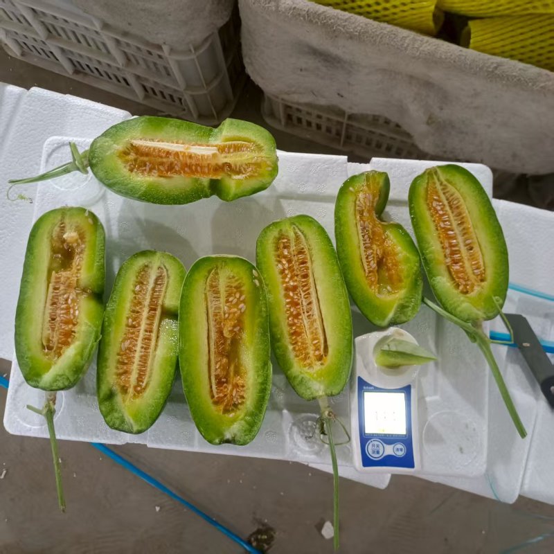 博洋72甜瓜蜜园十八甜瓜高种植产地量大口感好看棚定货