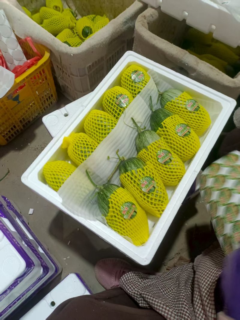 博洋72甜瓜蜜园十八甜瓜高种植产地量大口感好看棚定货