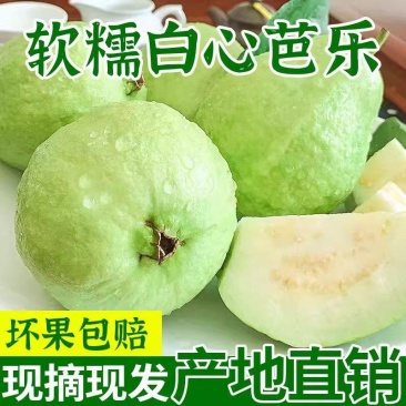 白心芭乐番石榴基地直销批发电商一件代发