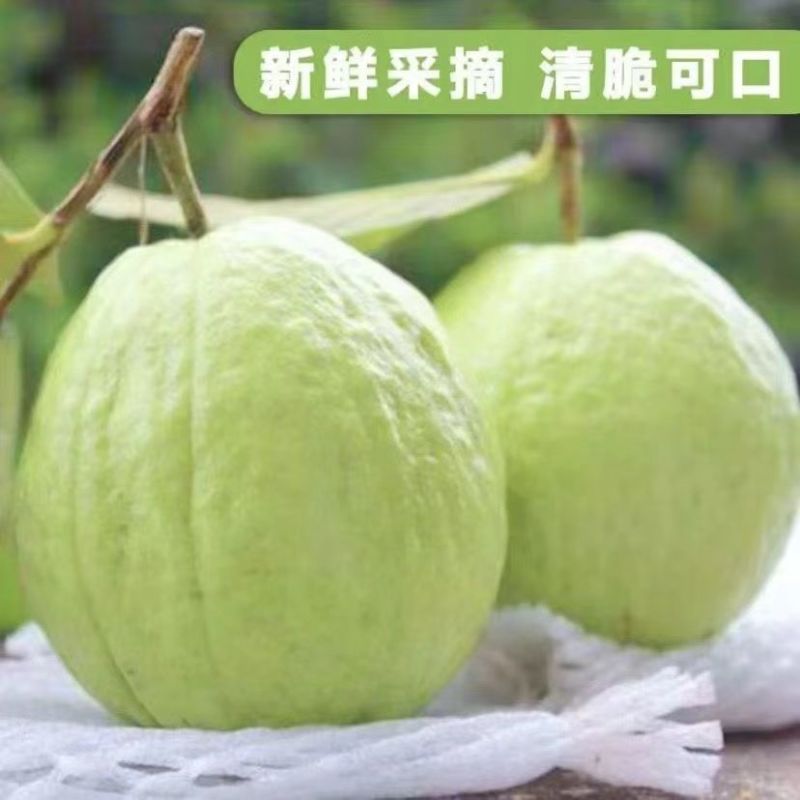 白心芭乐番石榴基地直销批发电商一件代发