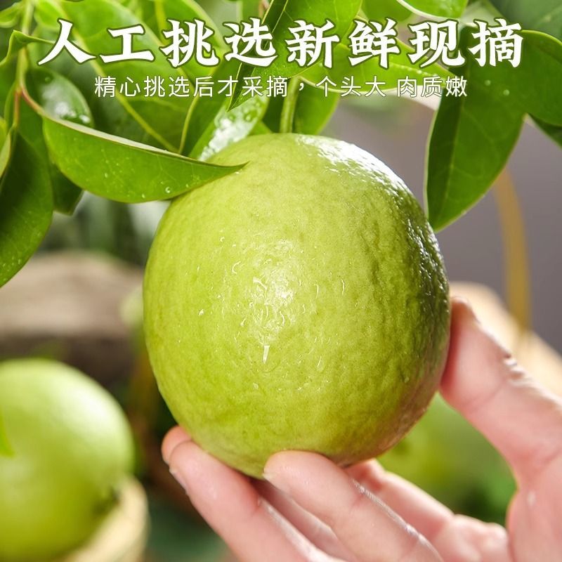 白心芭乐番石榴基地直销批发电商一件代发