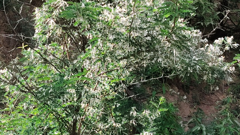 土蜂蜜，深山放养，天然纯正，自产自销