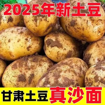 2025现挖定西土豆甘肃沙面蔬菜马铃薯洋芋黄皮黄心新鲜整