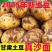 2025现挖定西土豆甘肃沙面蔬菜马铃薯洋芋黄皮黄心新鲜整