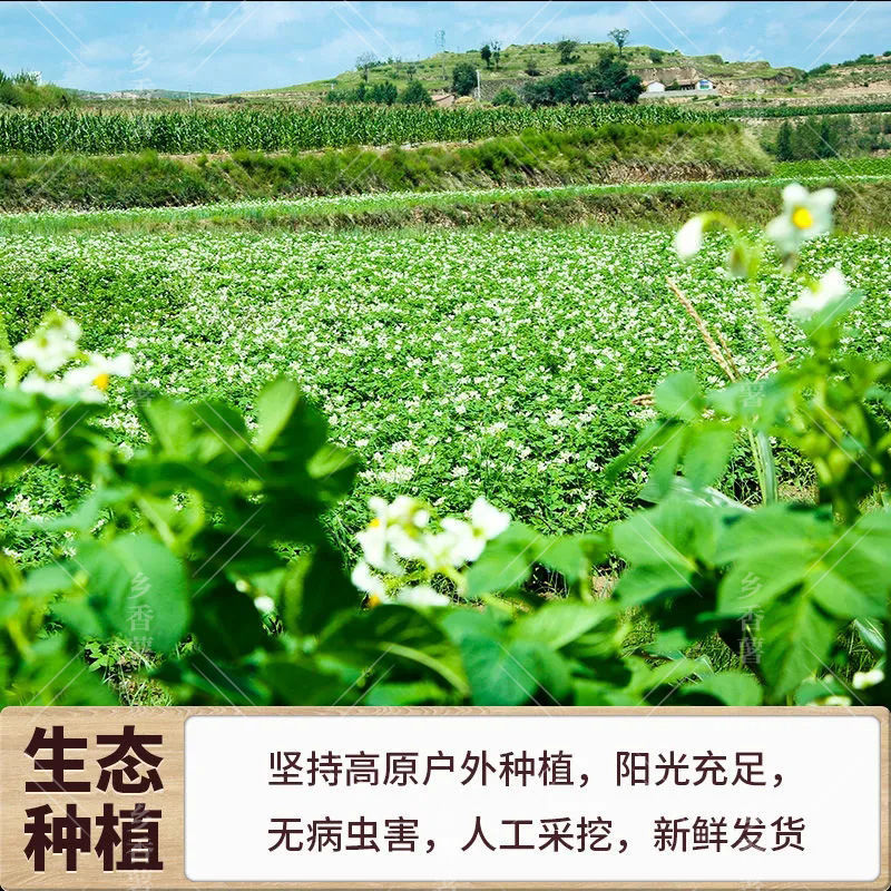 2025现挖定西土豆甘肃沙面蔬菜马铃薯洋芋黄皮黄心新鲜整