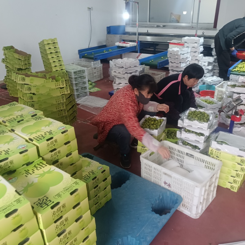 青甜小番茄青口蜜圣女果种植产地量大口感好诚信代收