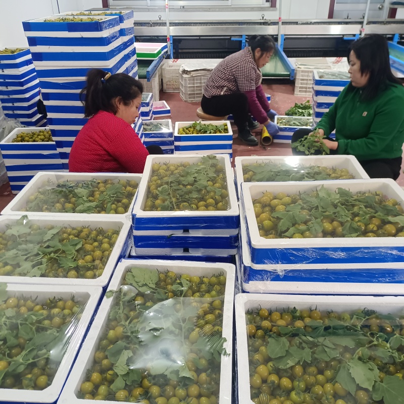 青甜小番茄青口蜜圣女果种植产地量大口感好诚信代收