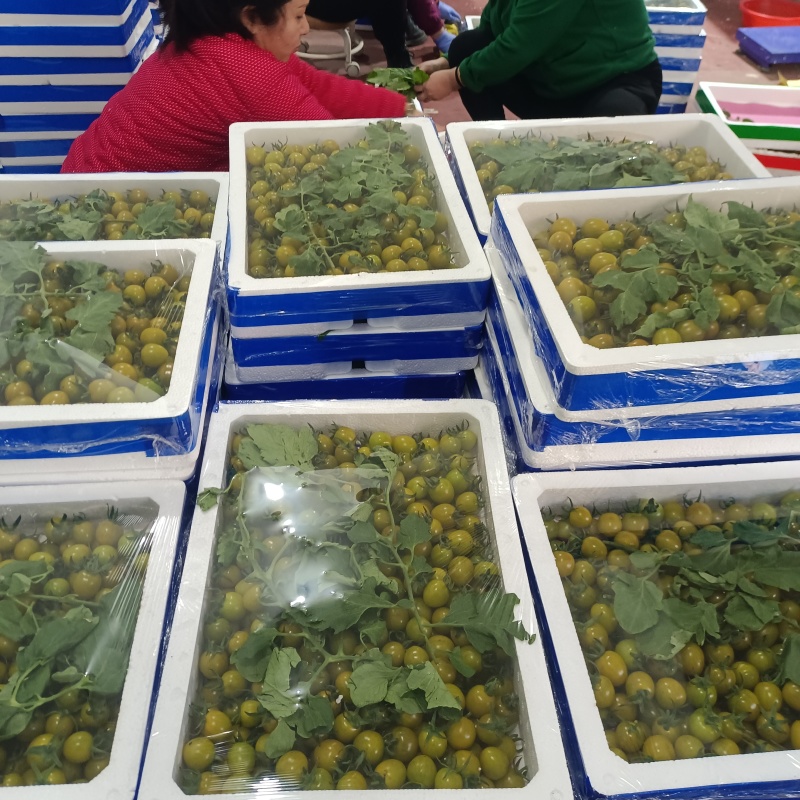 青甜小番茄青口蜜圣女果种植产地量大口感好诚信代收